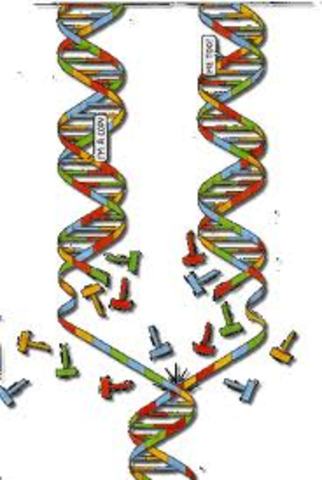 DNA codes