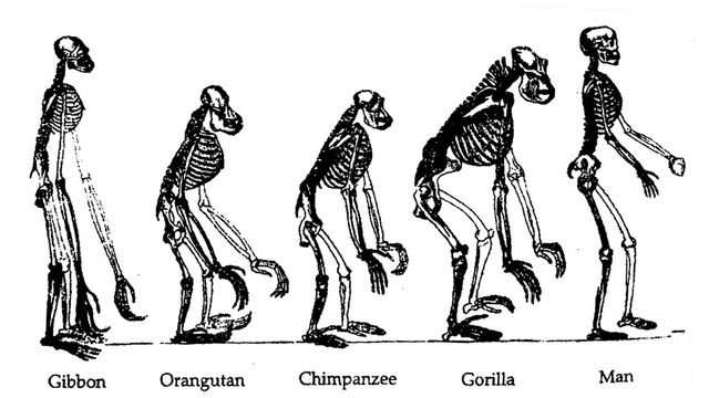 Human and Apes
