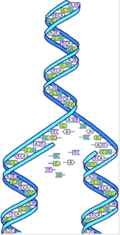 Human Genome