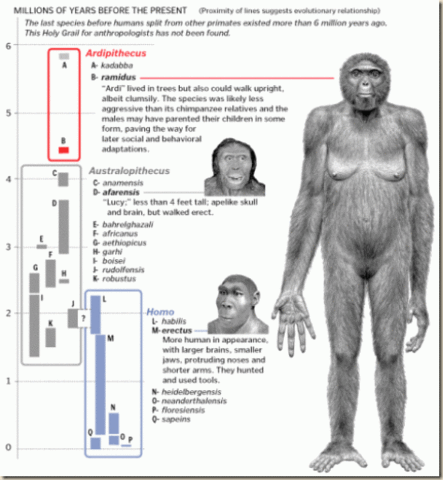 Ardipithecus ramidus 1.2