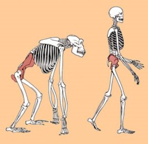 Se empezó a caminar a dos pies (Bípedos).