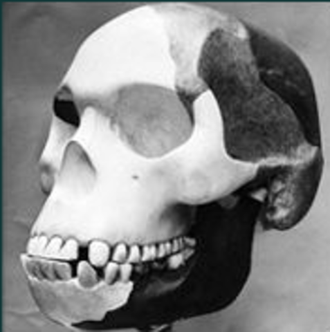 Piltdown man