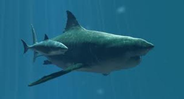 Megalodon