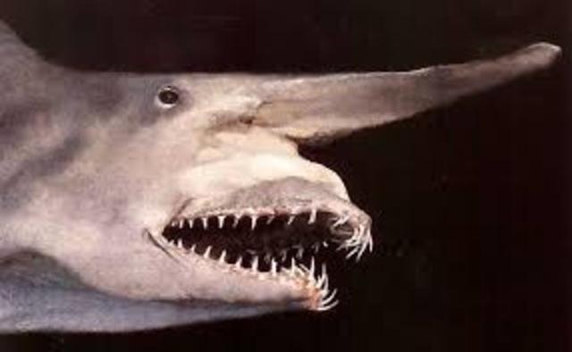 Deep sea dwelling sharks