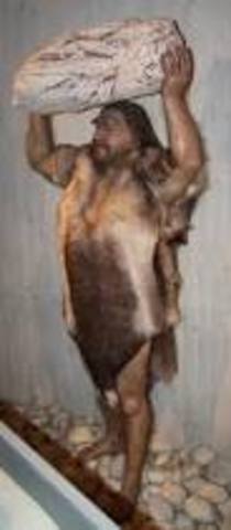 Homo neanderthalensis