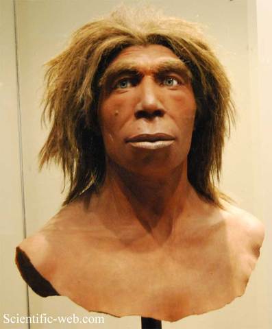 Homo neanderthalensis