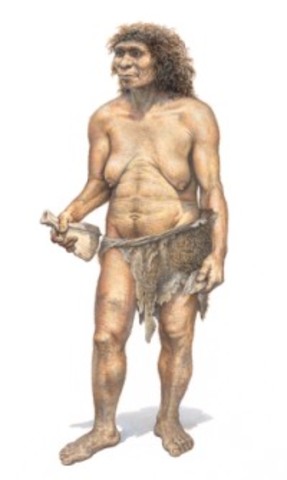 Neanderthal- Rise of Evolution