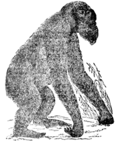 Man-like Ape- Rise of Evolution, Evolution Challenged