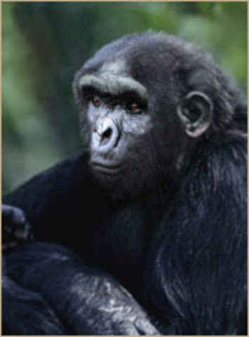 Sahelanthropus Tchadensis