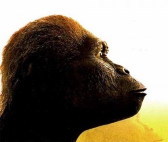 Australopithecus africanus 1.1