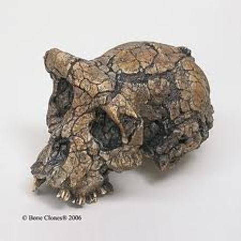 Sahelanthropus tchadensis