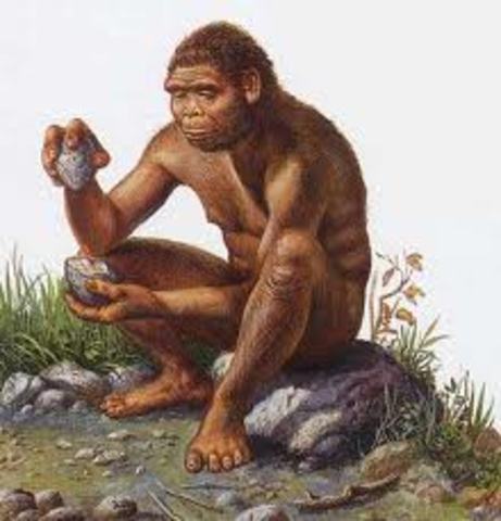 Homo Habilis
