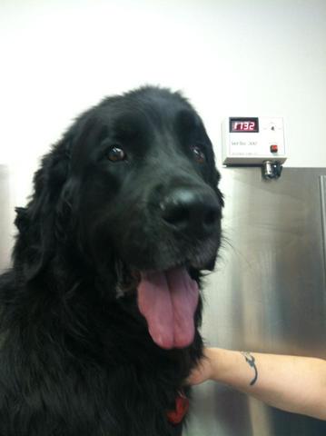 fui al refujio de los animales