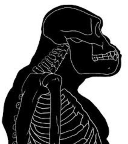 Sahelanthropus tchadensis (Toumai) PARTE 2