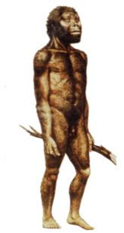 Australopithecus afarensis PARTE 2