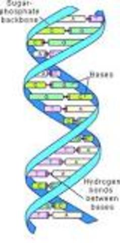 DNA Codes