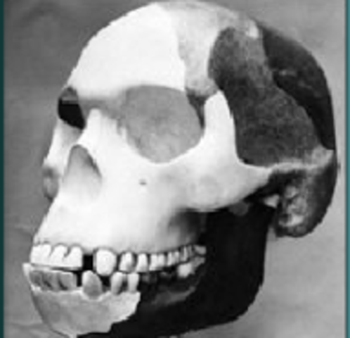 Pilldown man Origin of Species man like ape