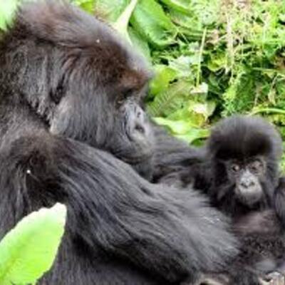 Timeline: S.O.S GORILAS MILAGROS MOLINARI