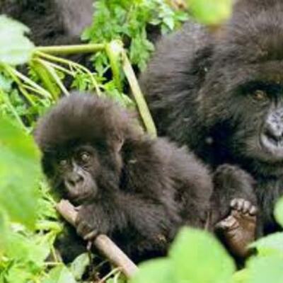 Timeline: S.O.S Gorilas  Sol.P and Mia