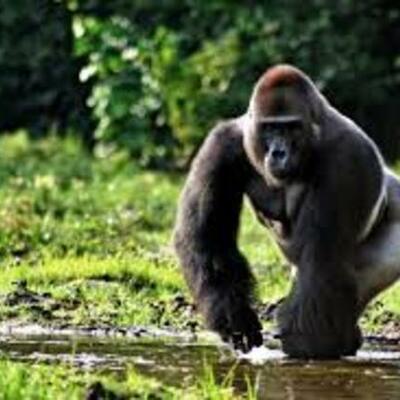 Timeline: S.O.S. Gorilas Maximo Welsh Y5A