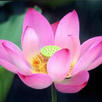 Timeline: Mis Primeros Momentos