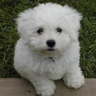 Timeline: my beautiful dog LALO