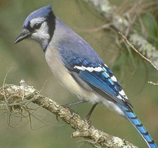 Mystery begins as a " Blue Jay" comments on class timeline
