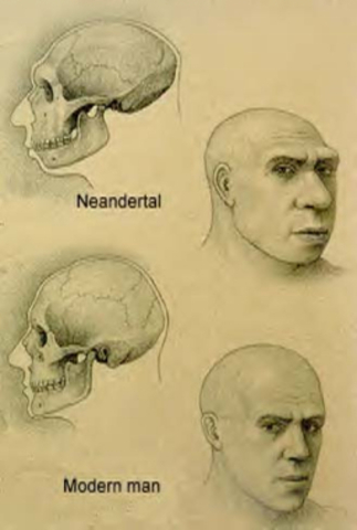 Was Neanderthal Man a son of Adam? (1856)