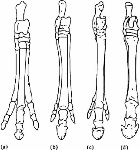Horse fossils reveal a story of evolution (c. 1876)