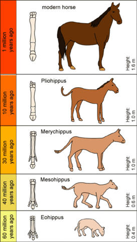 Horse Fossils