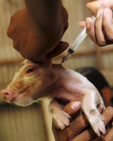 Salmon y Smith (1886)