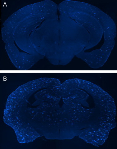 16-18 Months (Cognitive Development)