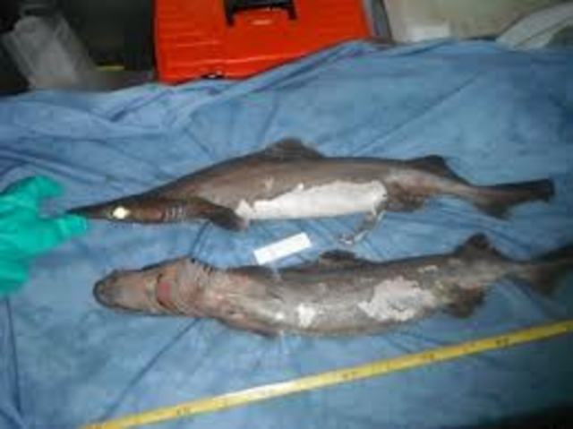 Selling of shark fins banned