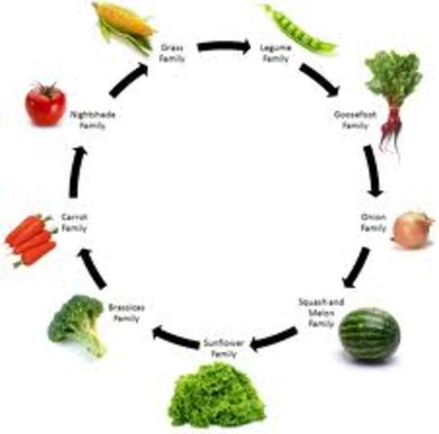 Crop Rotation
