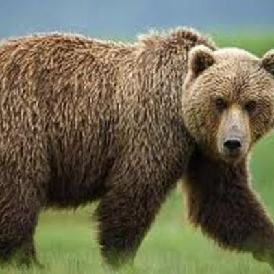 Timeline: Montana Timeline