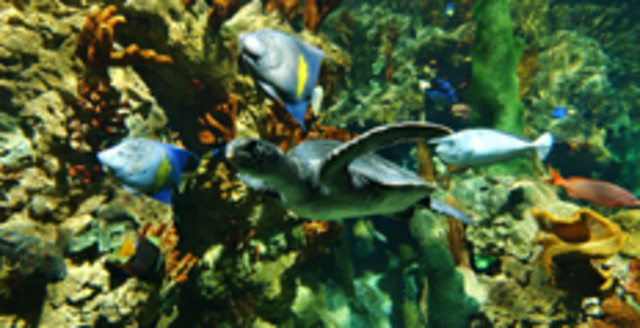 California Tide Pool