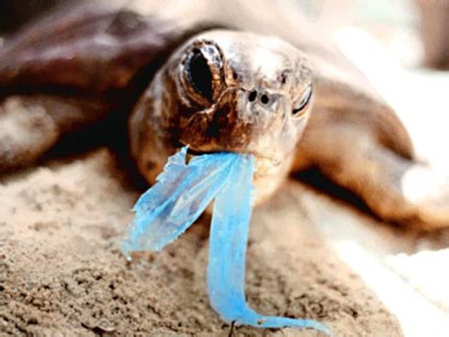 State lawmakers urged to pass plastic bag ban
