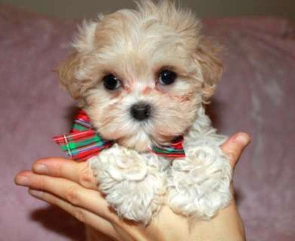 firts time we got our dog!!!!!