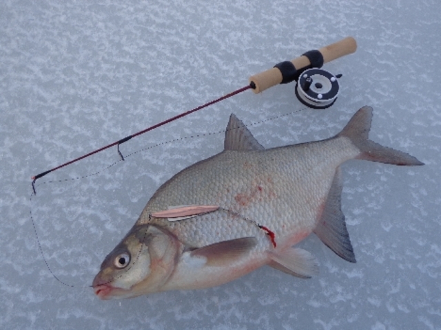 Latikas jõudis randa