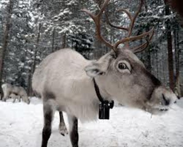 Ekke saab 50 põhjapõtra ning müüb need maha