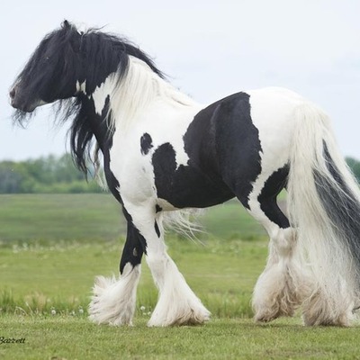 Timeline: Humane Society