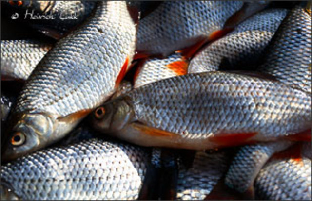 Särjepüügi hooaja algus