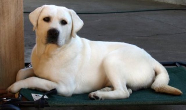 Feoreign Object Removal