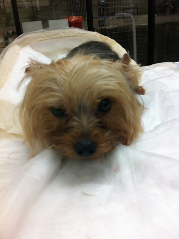 Rat Poison is for Rats!