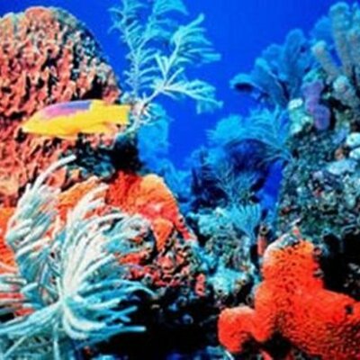 Timeline: Veränderungen und besondere Veranstaltungen des Great Barrier Reefs