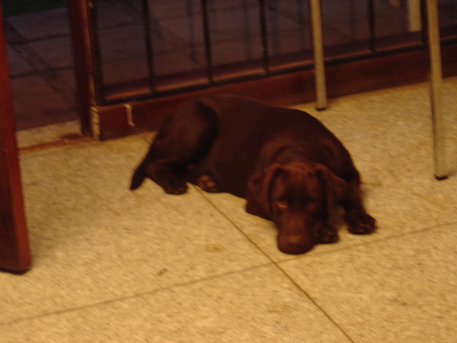 Oscar Echeverría: sustenta exámenes privados (3)