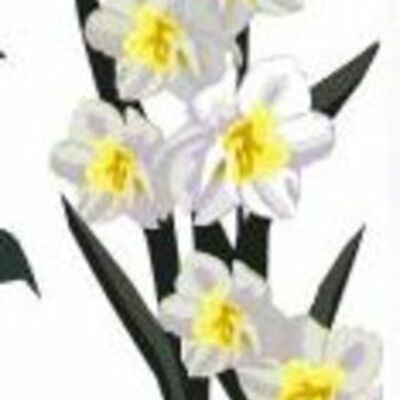 Timeline: Kevadlilled