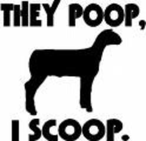 Started showing sheep