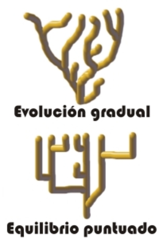 Equilibrio puntuado de  Niles Eldredge y Stephen Jay Gould