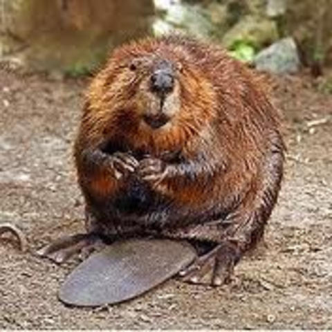 Beaver Hunter